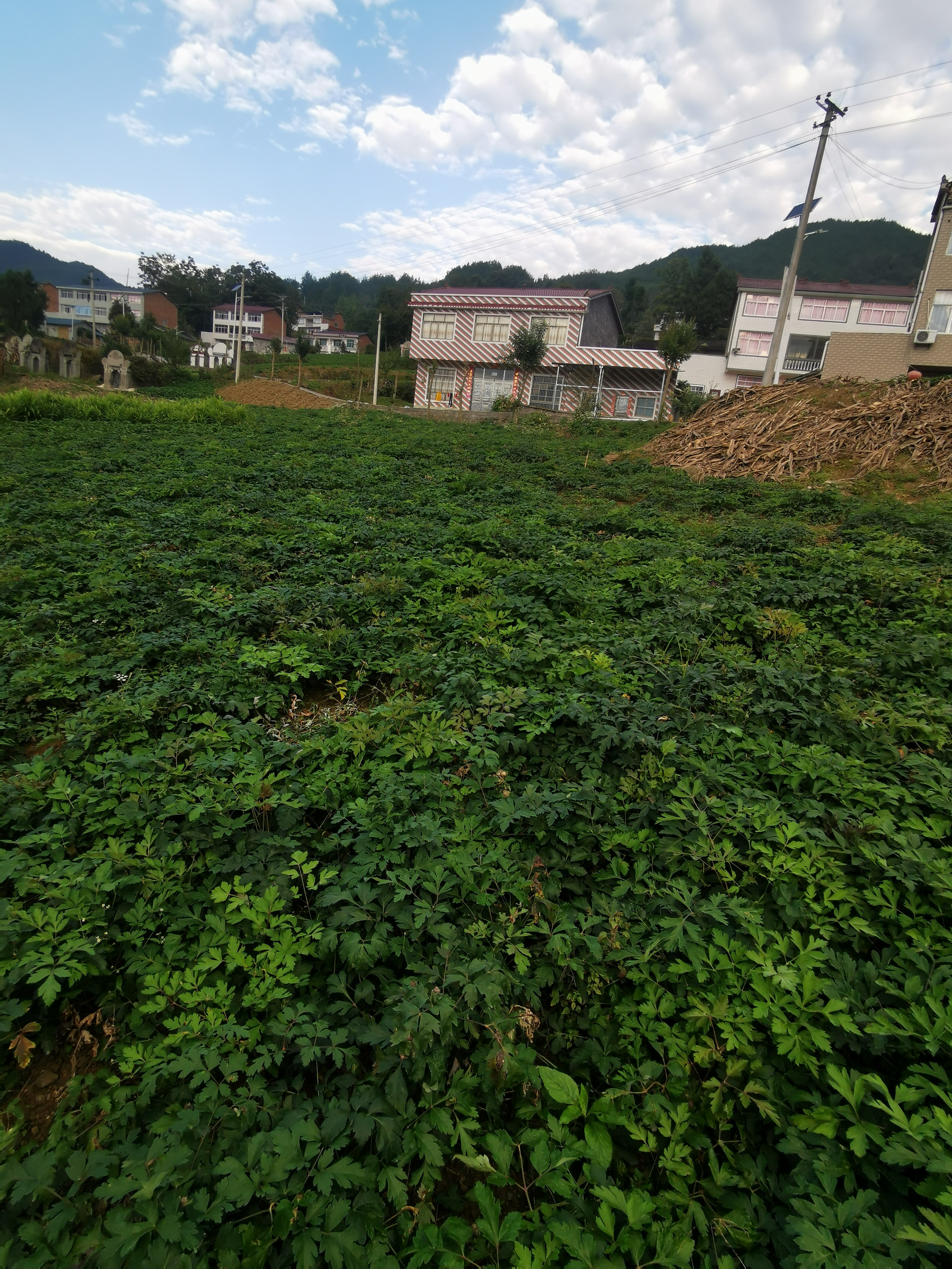 中药材.jpg